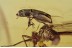 SCYDMAENIDAE Unusual Ant-like Stone Bettle BALTIC AMBER 1592